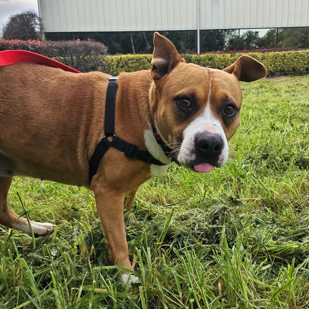 Enlarge Madison, a Adoptable Mixed Breed in Sonoma, CA image 4/5