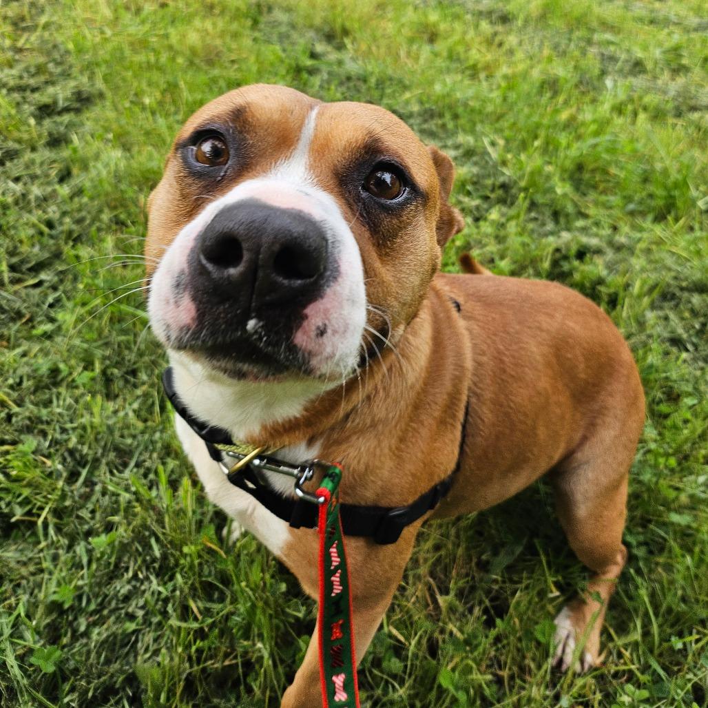 Enlarge Madison, a Adoptable Mixed Breed in Sonoma, CA image 5/5