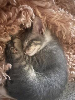 Enlarge Pickles, a Adoptable Domestic Short Hair in Irving, TX image 1/2