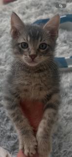 Enlarge Pickles, a Adoptable Domestic Short Hair in Irving, TX image 2/2