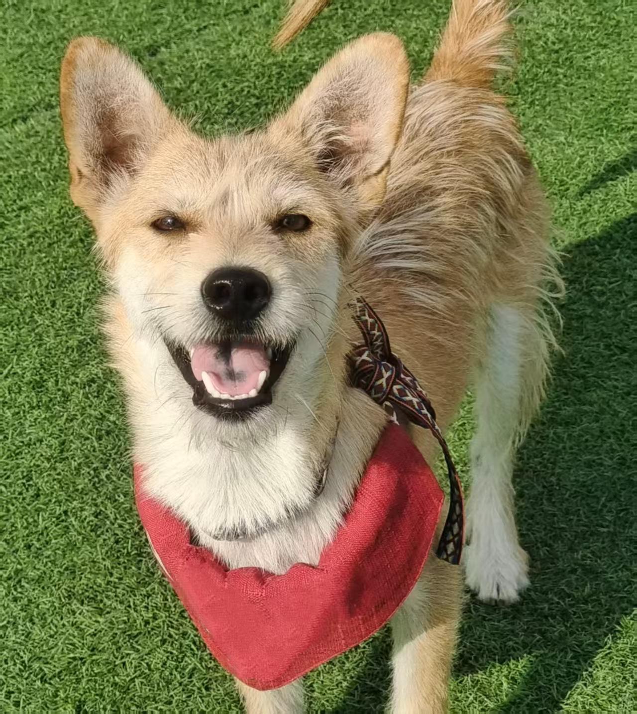 Benji, Adoptable, Young Male Jack Russell Terrier & Spitz.
