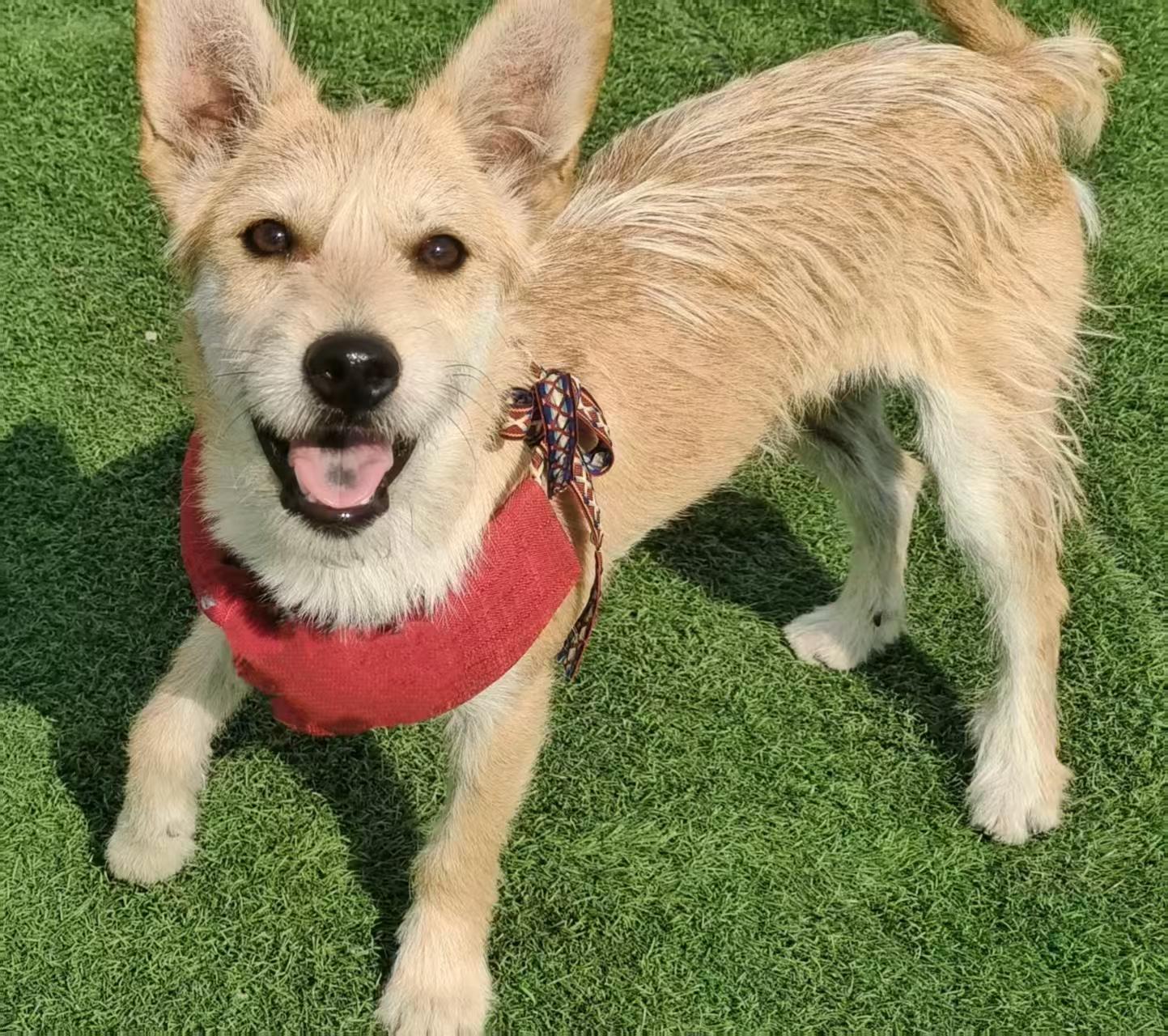 Enlarge Benji, a Adoptable mixed breed in Richmond Hill, ON image 2/4