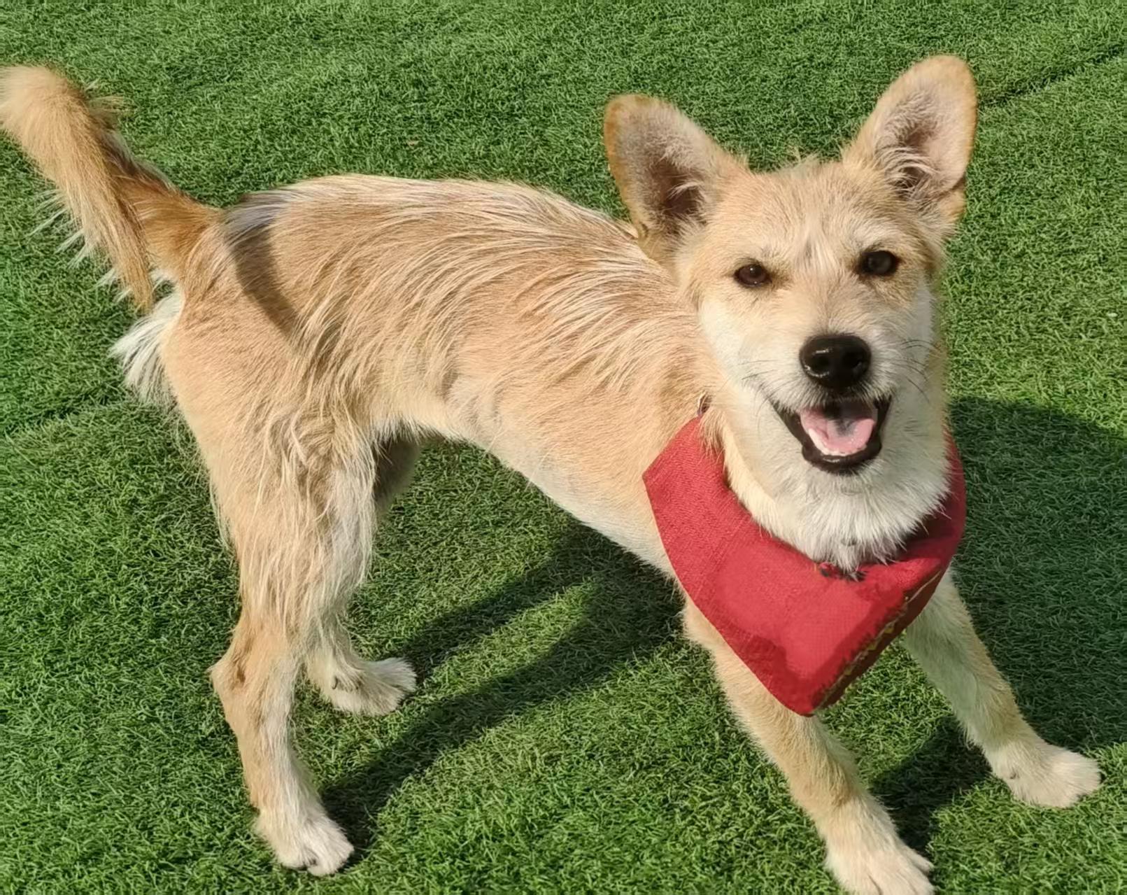 Enlarge Benji, a Adoptable mixed breed in Richmond Hill, ON image 3/4