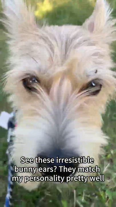 Enlarge Benji, a Adoptable mixed breed in Richmond Hill, ON video 4/4