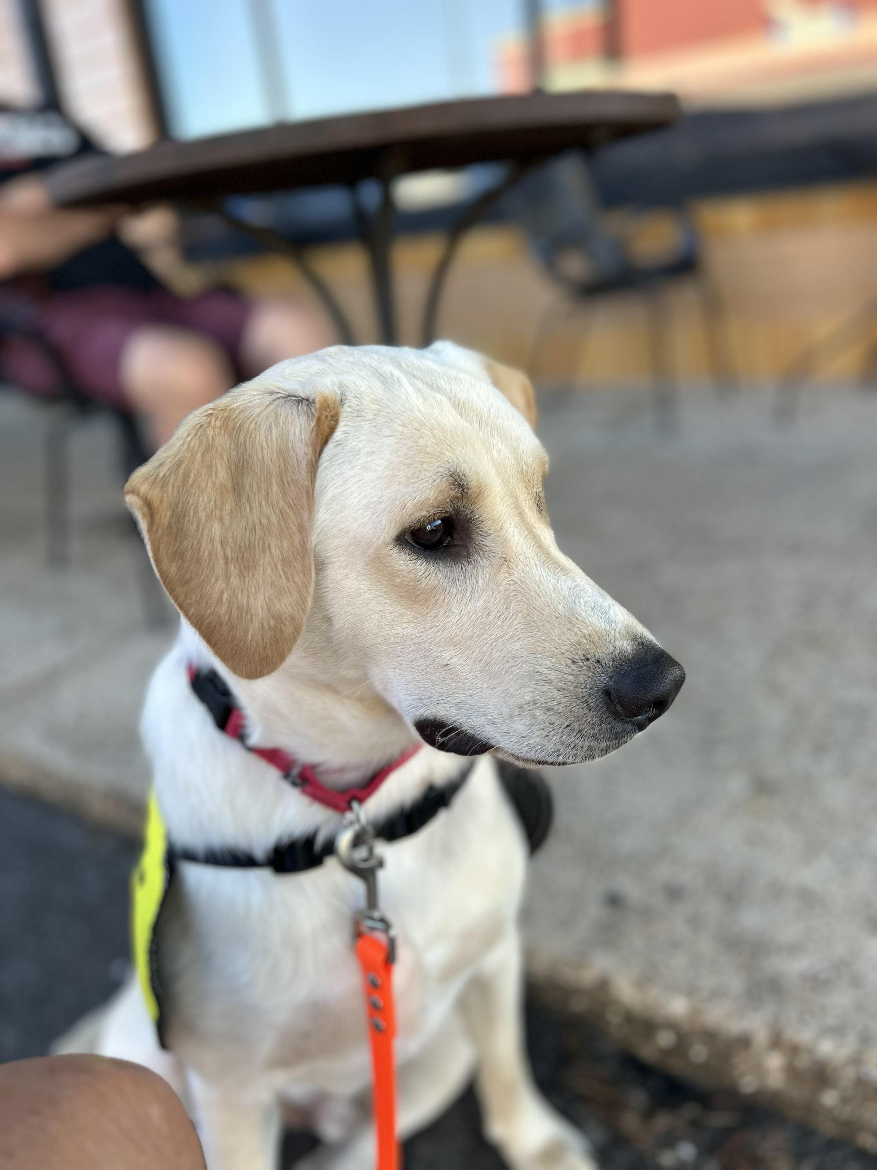 Brooks, an adoptable Yellow Labrador Retriever in Fairhope, AL image 4/5