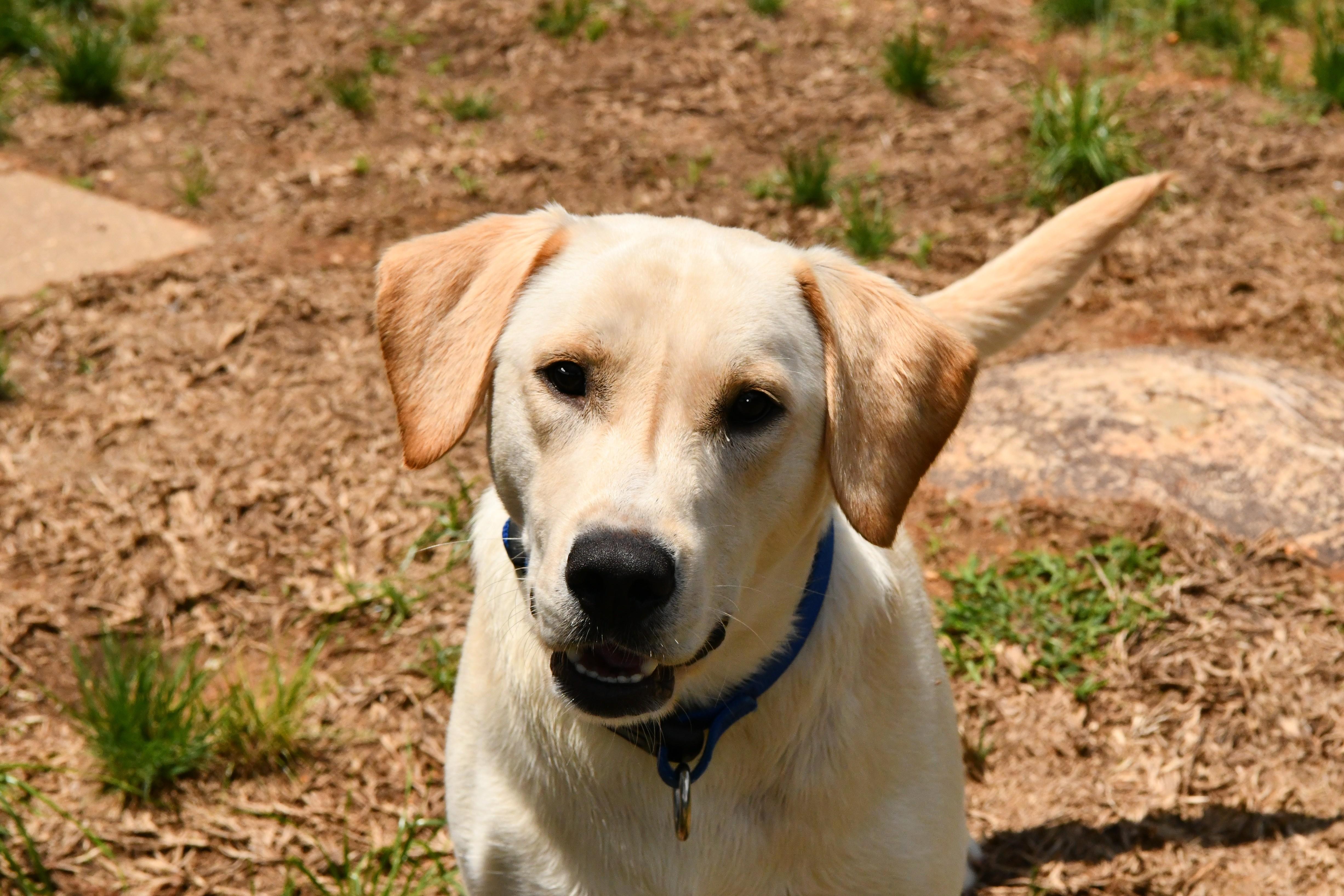 Brooks, adopted, Adult Male Yellow Labrador Retriever.