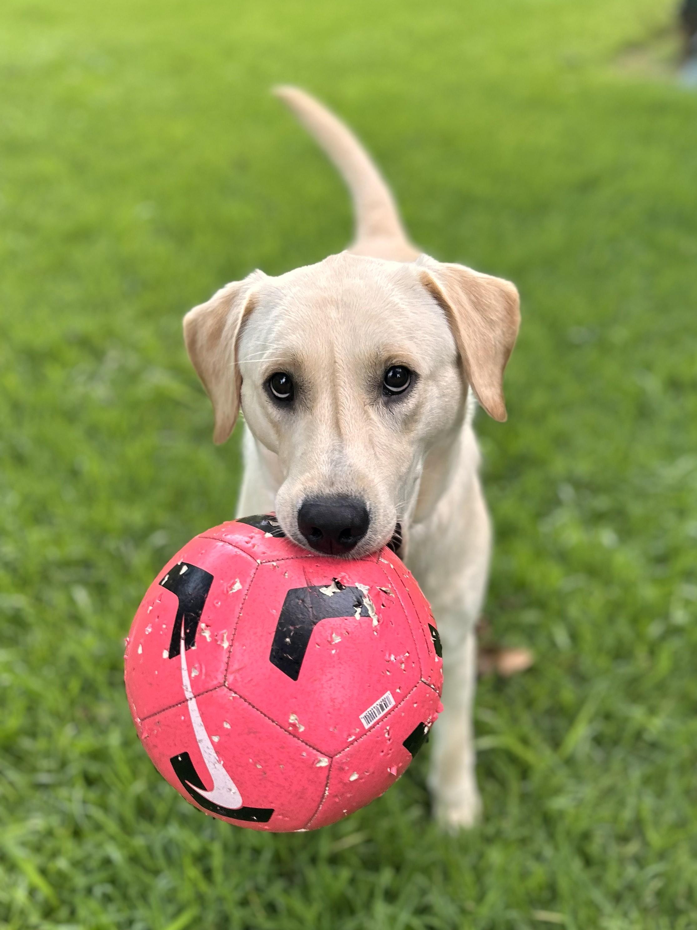 Brooks, adoptable, Young Male Yellow Labrador Retriever.