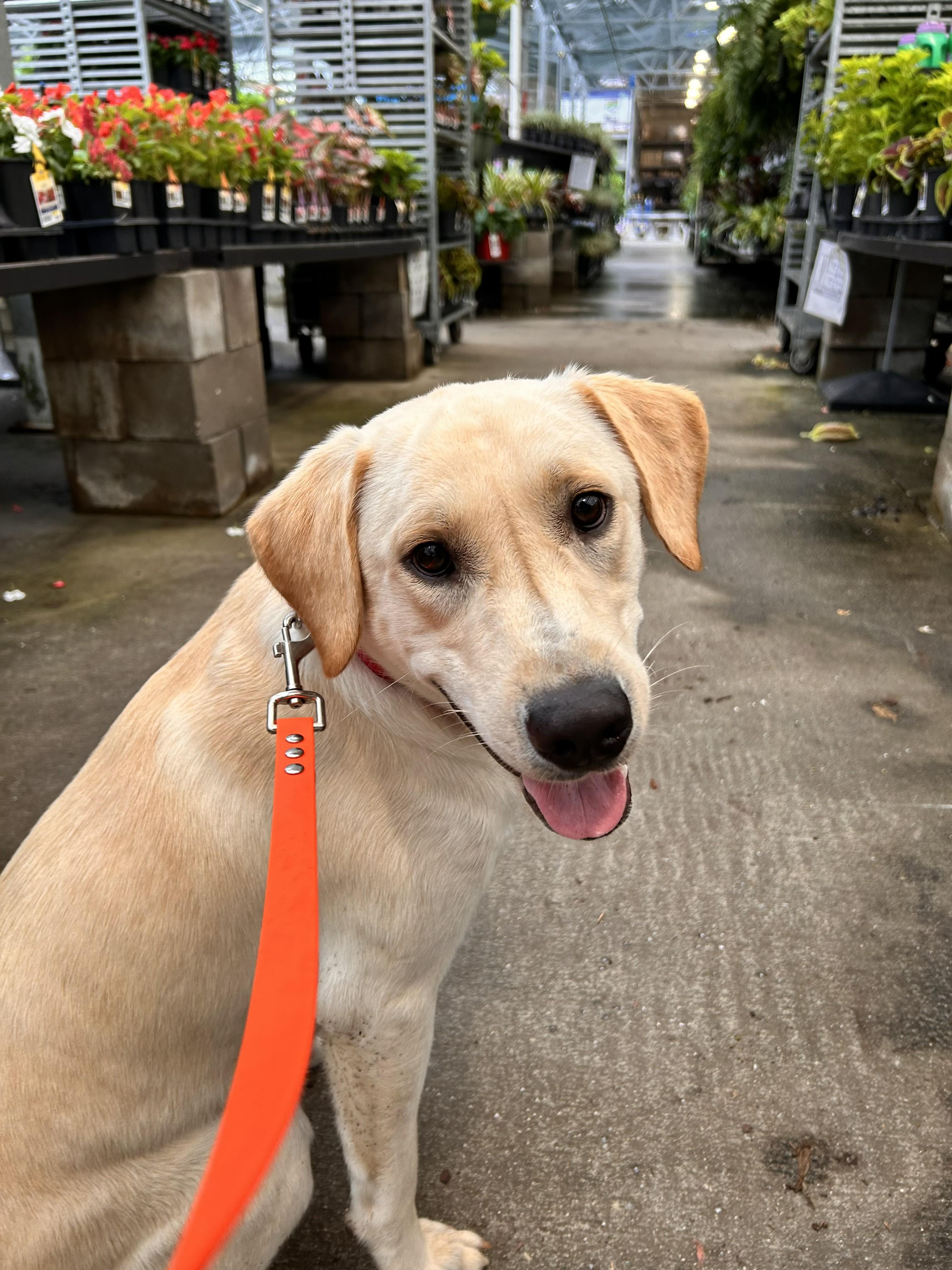 Brooks, adoptable, Young Male Yellow Labrador Retriever.