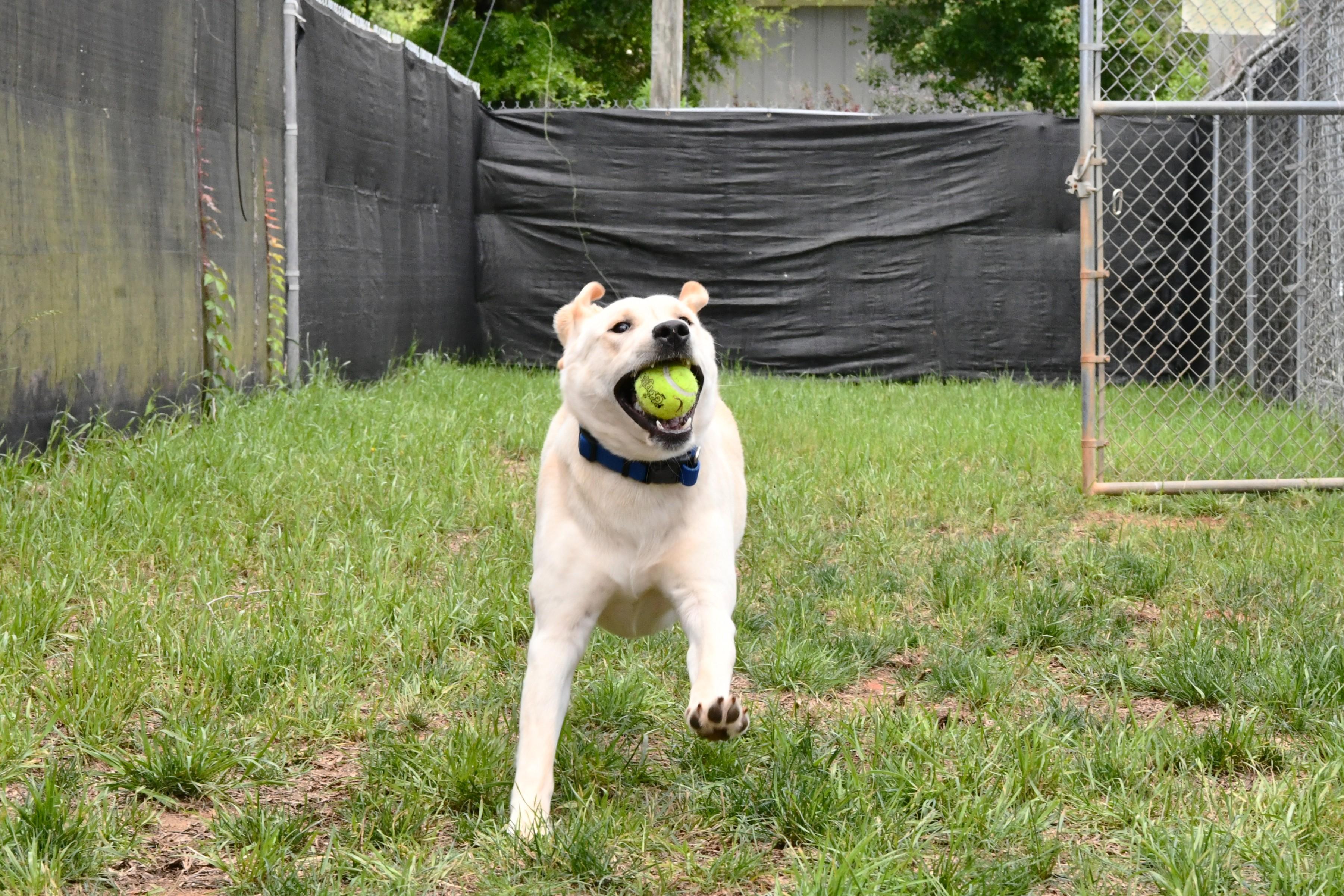 Enlarge Brooks, an adopted Yellow Labrador Retriever in Fairhope, AL image 2/2