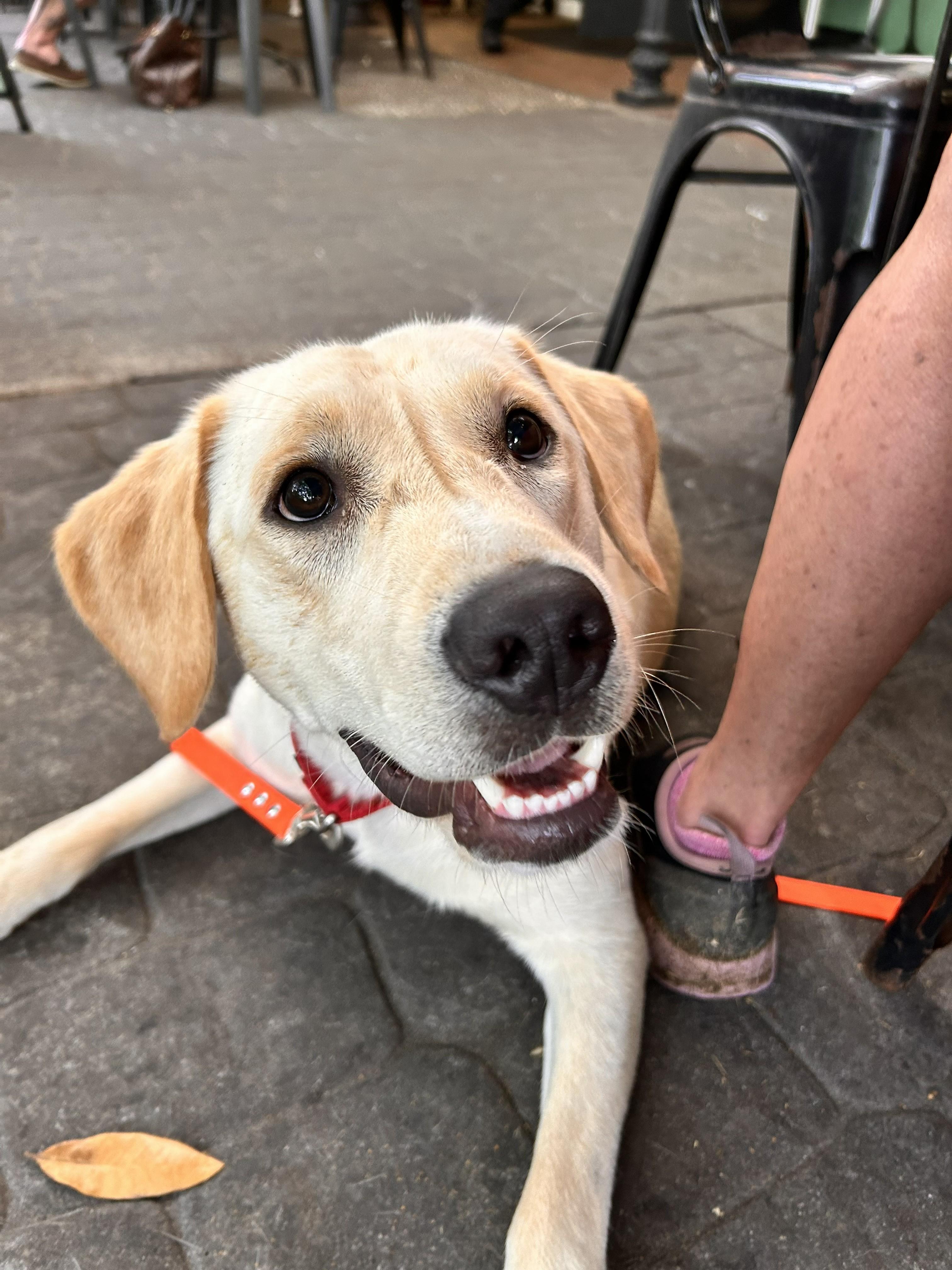 Brooks, adoptable, Young Male Yellow Labrador Retriever.