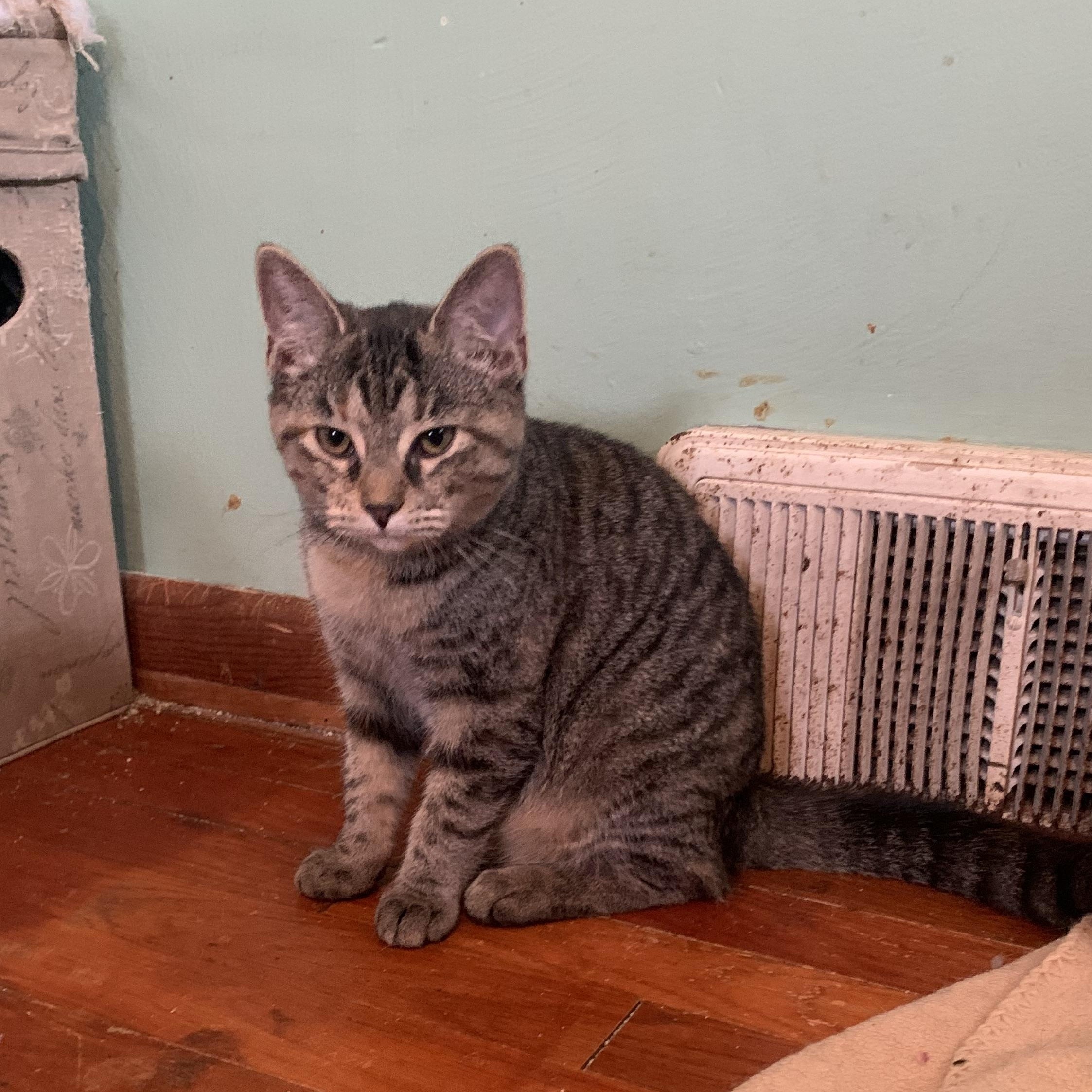 Enlarge Dolly, a Adoptable Domestic Short Hair in Greensburg, PA image 5/5