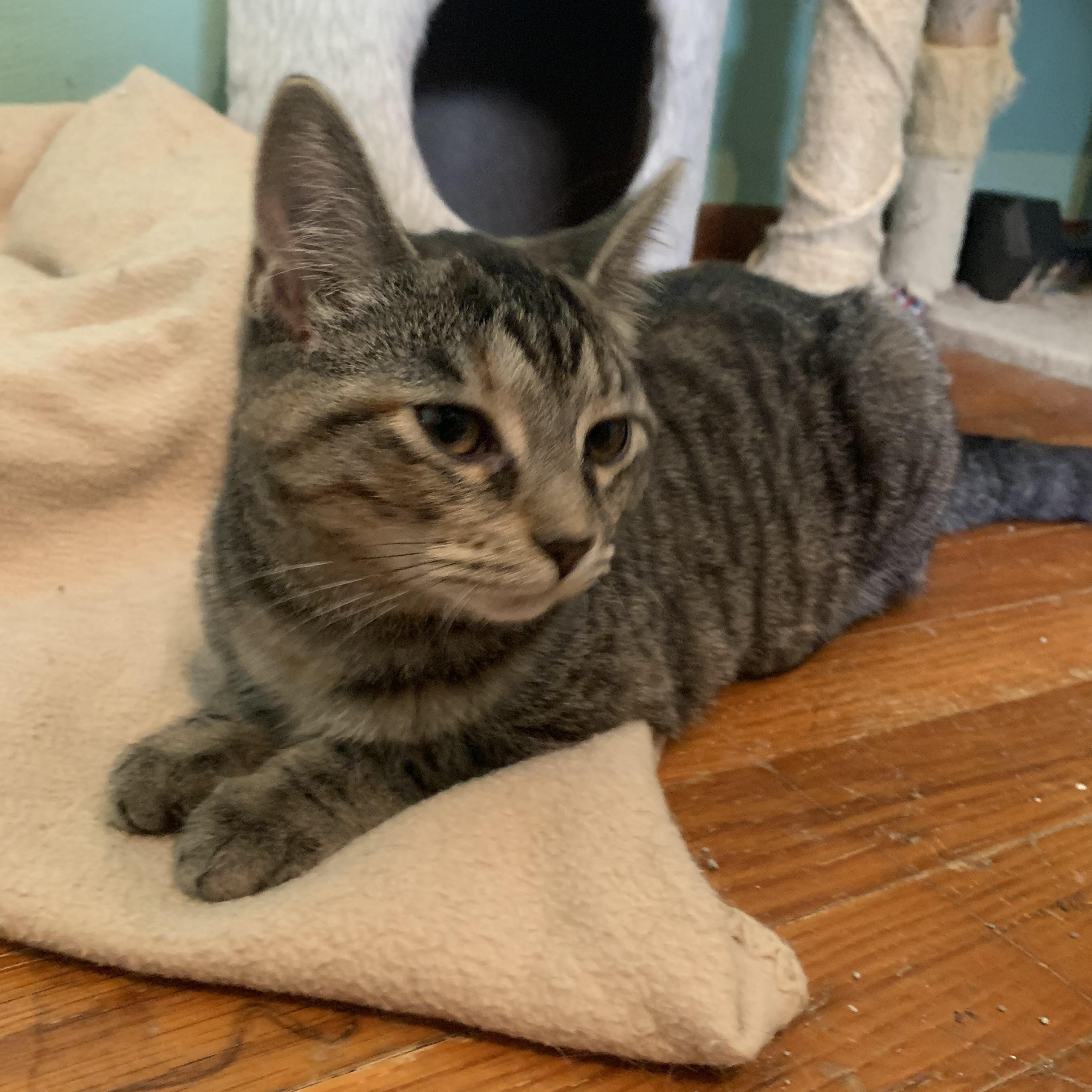 Enlarge Dolly, a Adoptable Domestic Short Hair in Greensburg, PA image 2/5