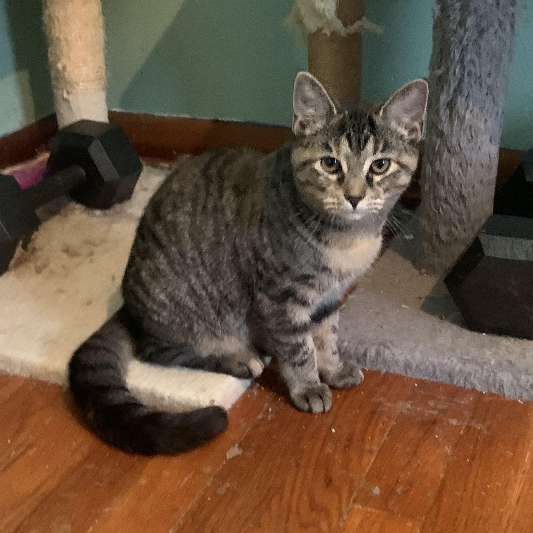 Enlarge Dolly, a Adoptable Domestic Short Hair in Greensburg, PA image 1/5