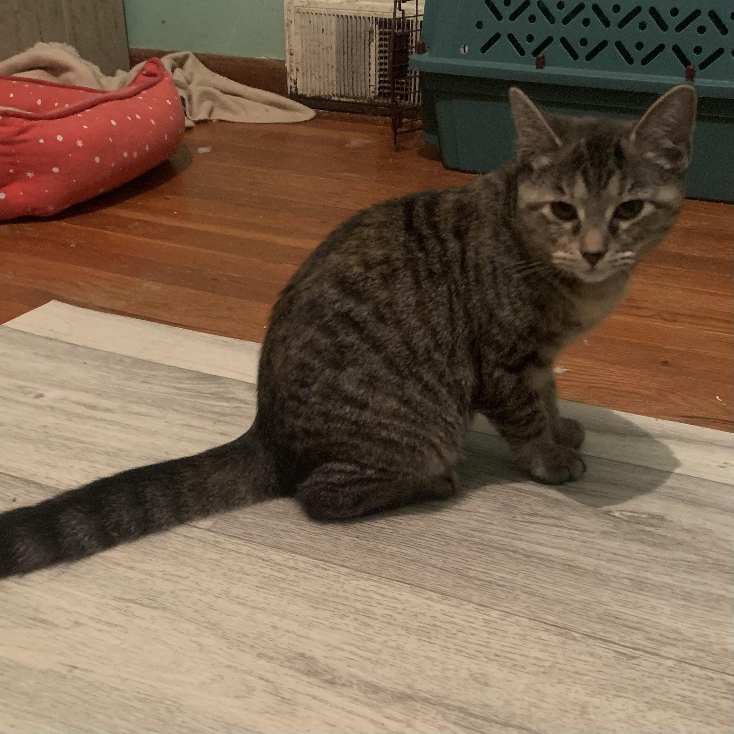 Enlarge Dolly, a Adoptable Domestic Short Hair in Greensburg, PA image 3/5