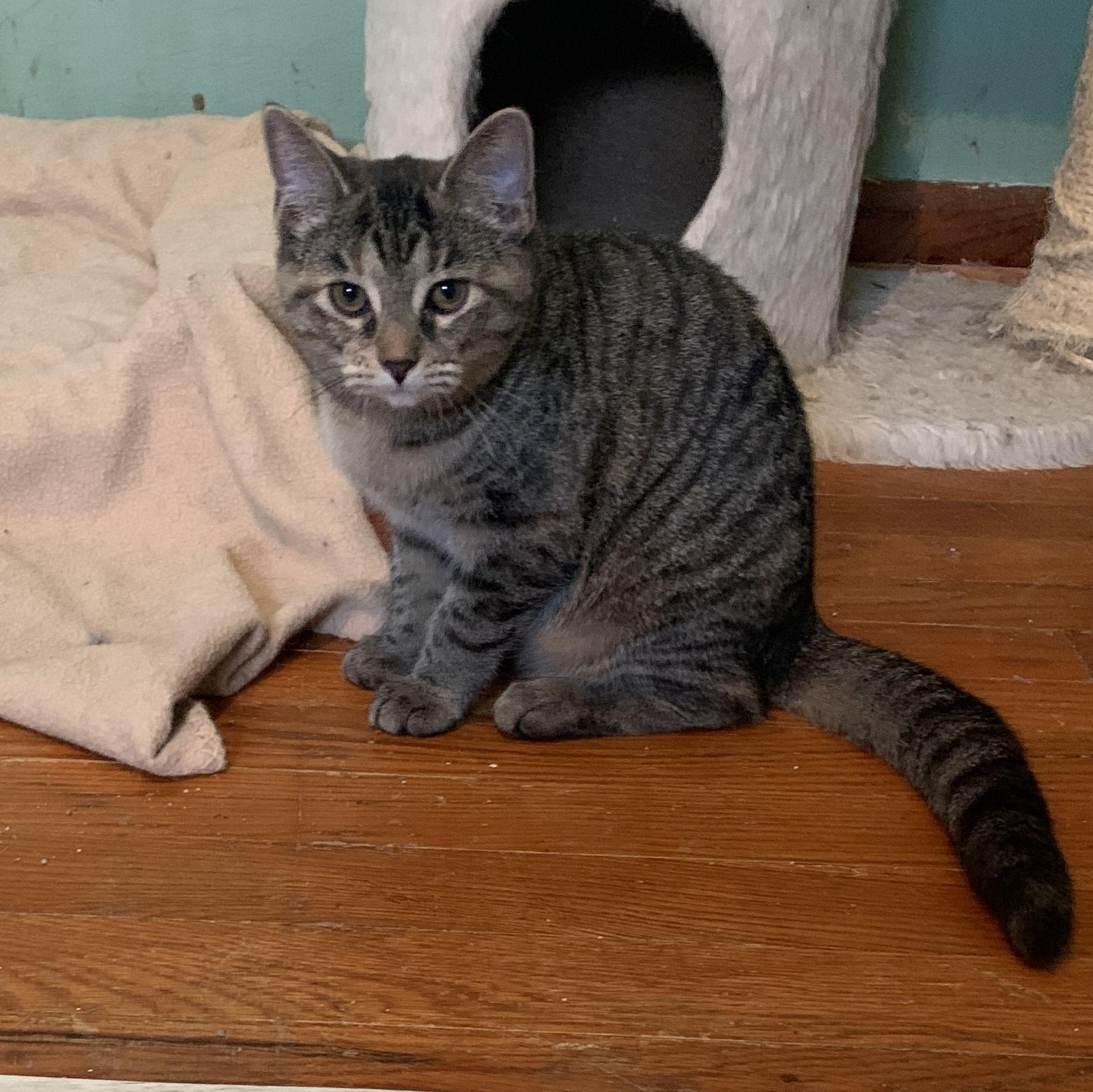 Enlarge Dolly, a Adoptable Domestic Short Hair in Greensburg, PA image 4/5