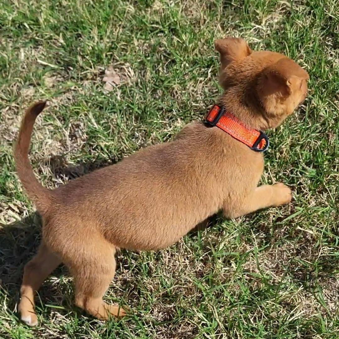 Enlarge Penny, a ADOPTABLE mixed breed in Rockdale, TX image 2/2