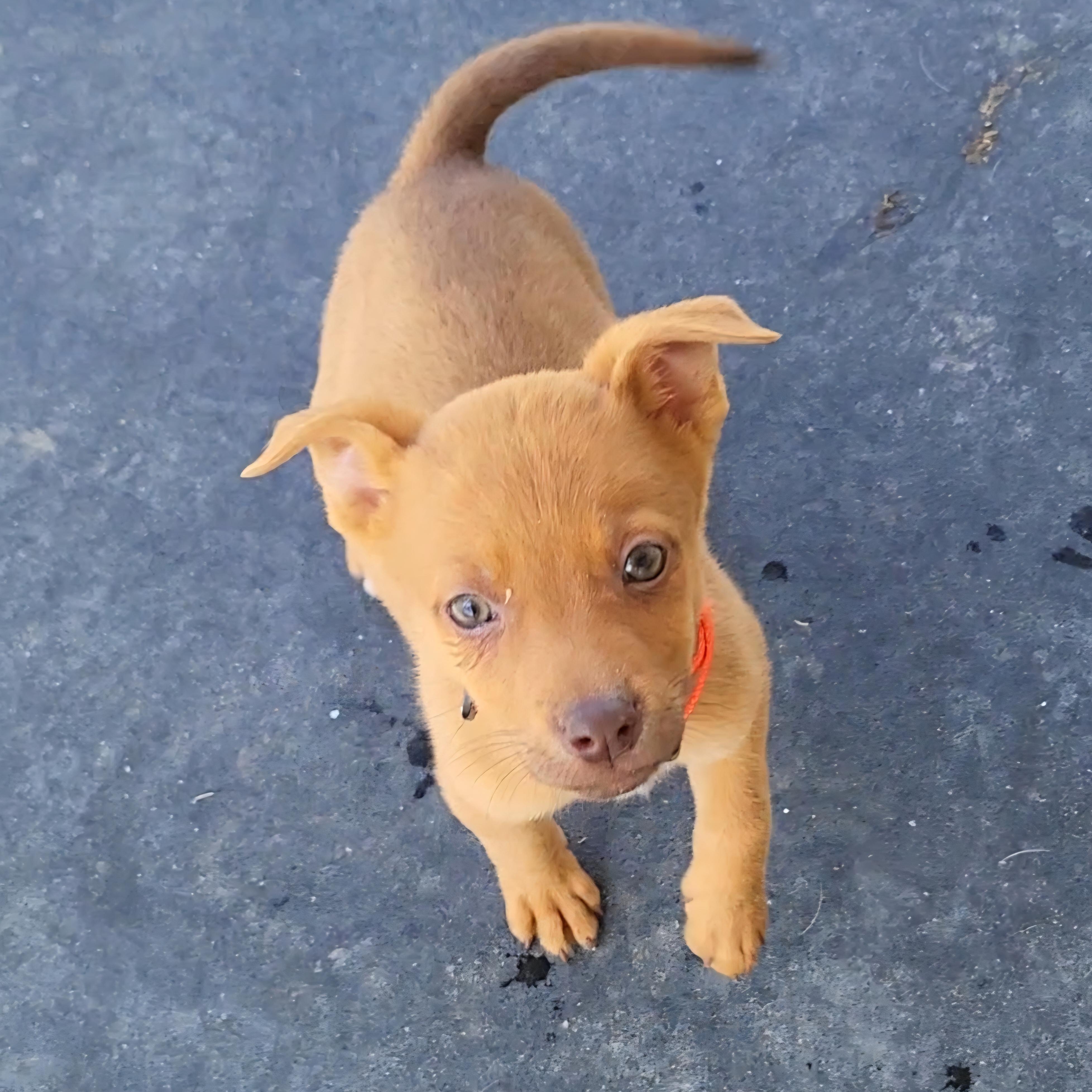 Penny, ADOPTABLE, Puppy Female Pit Bull Terrier.