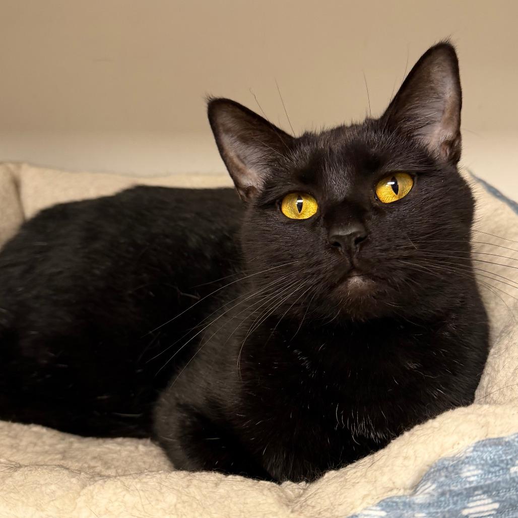Enlarge Martha, a Adoptable Domestic Short Hair in Stillwater, OK image 1/1