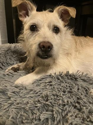 Theodore, Adoptable, Adult Male Mixed Breed & Mixed Breed.