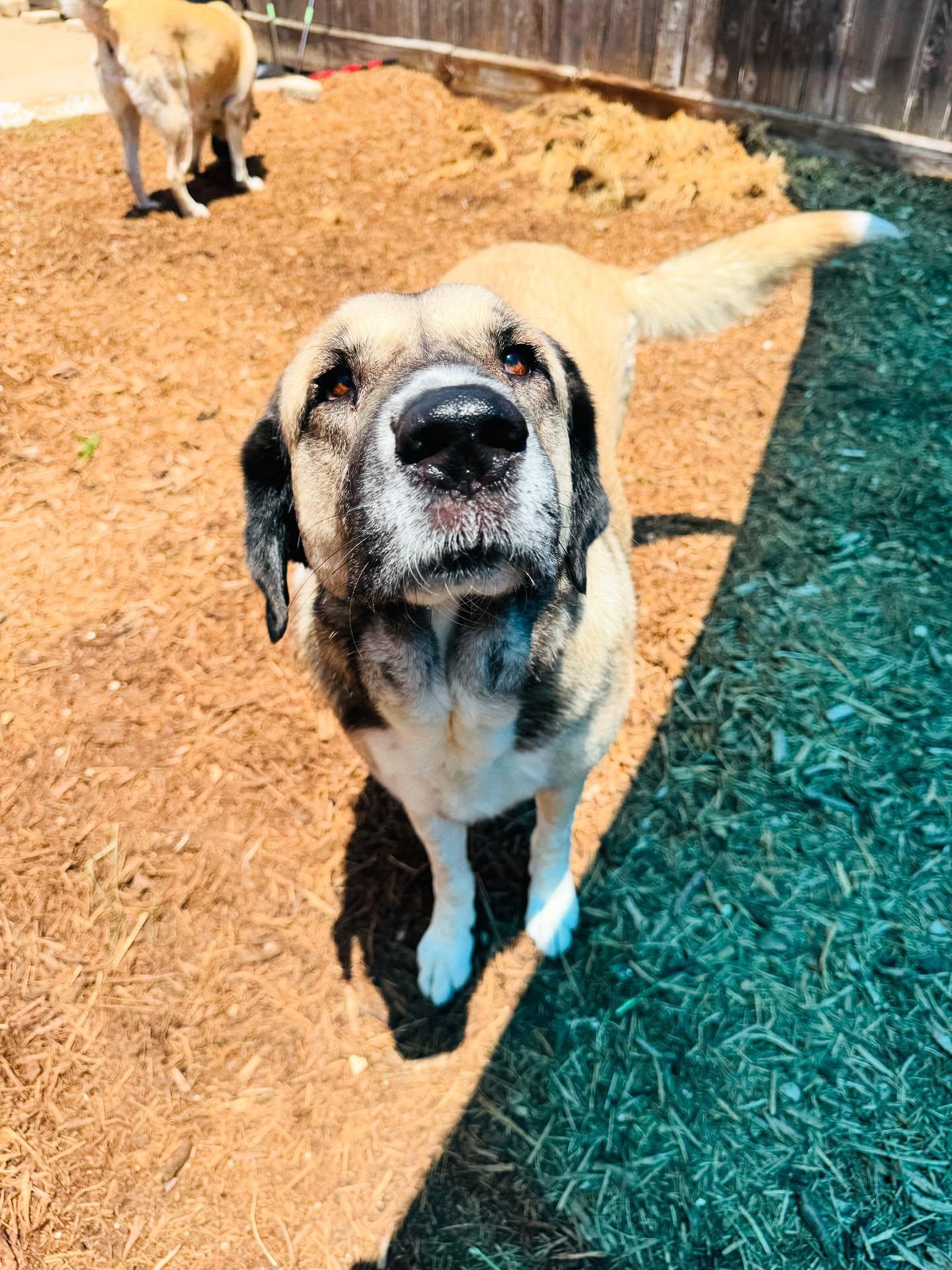 Enlarge Dawn & Rae, a Adoptable mixed breed in Houston, TX image 1/3