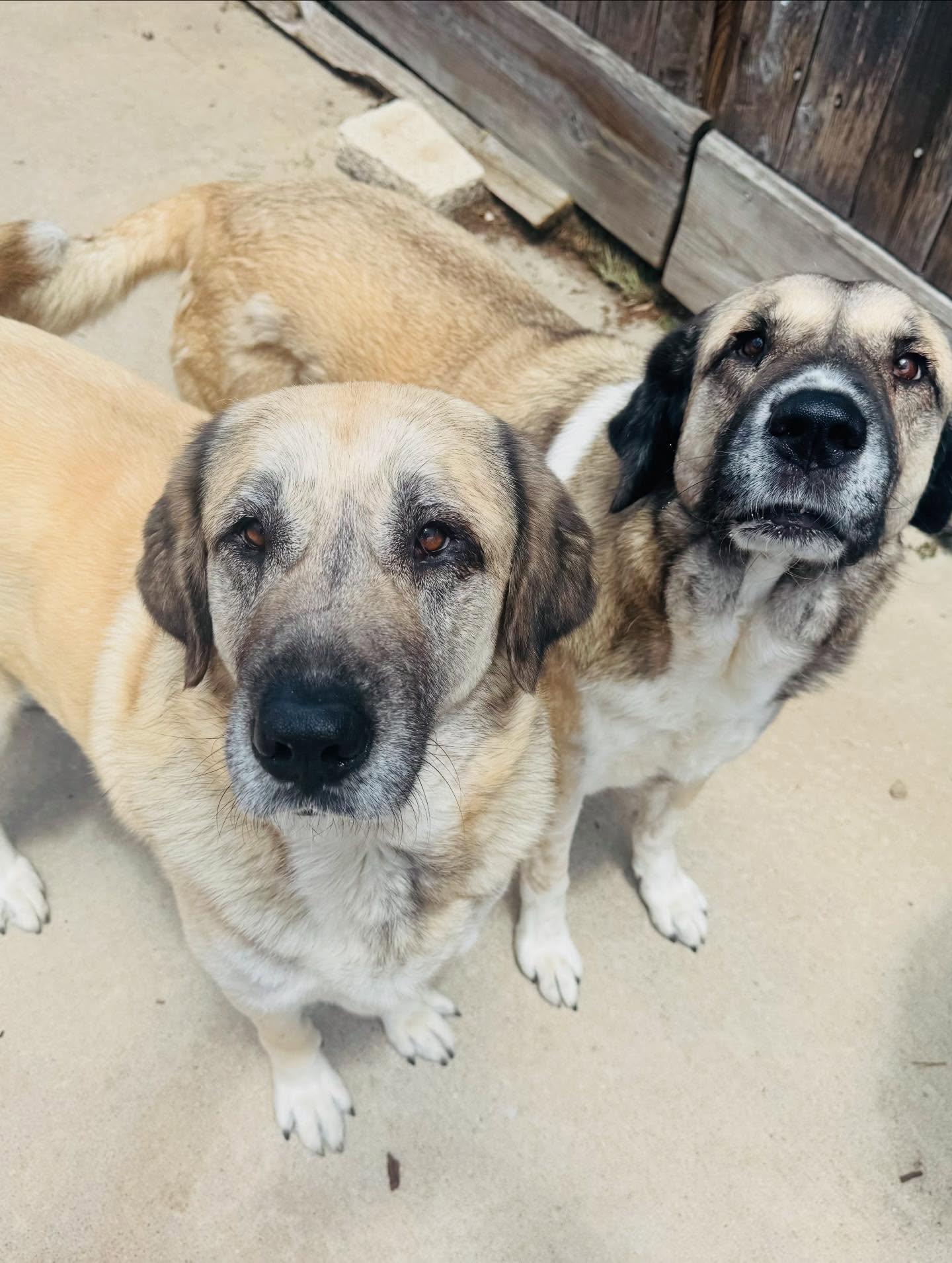 Enlarge Dawn & Rae, a Adoptable mixed breed in Houston, TX image 2/3