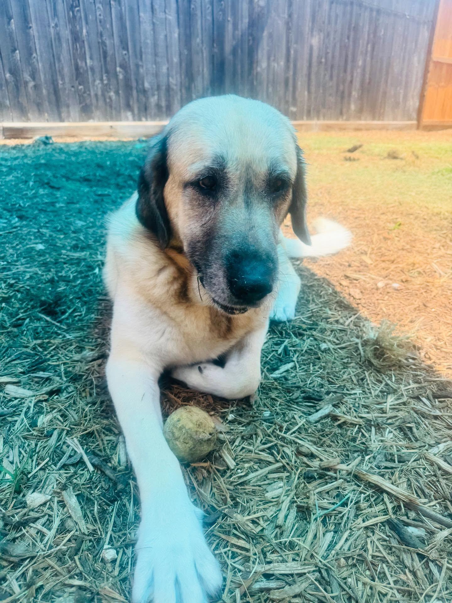 Enlarge Dawn & Rae, a Adoptable mixed breed in Houston, TX image 3/3