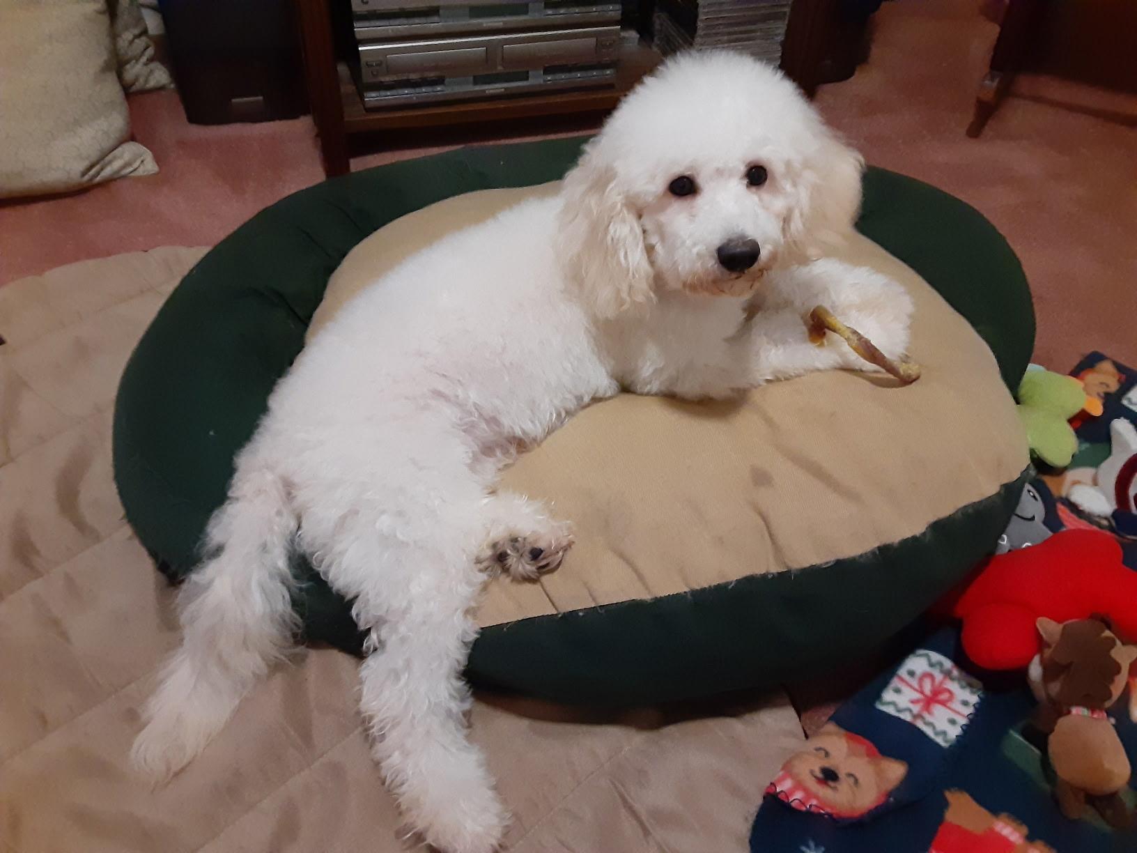 Enlarge Jamie, a Adoptable Poodle in Pasadena, CA image 1/3