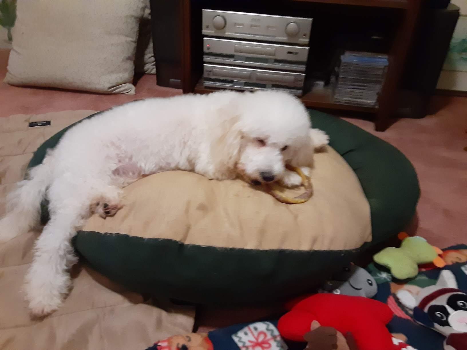 Enlarge Jamie, a Adoptable Poodle in Pasadena, CA image 3/3