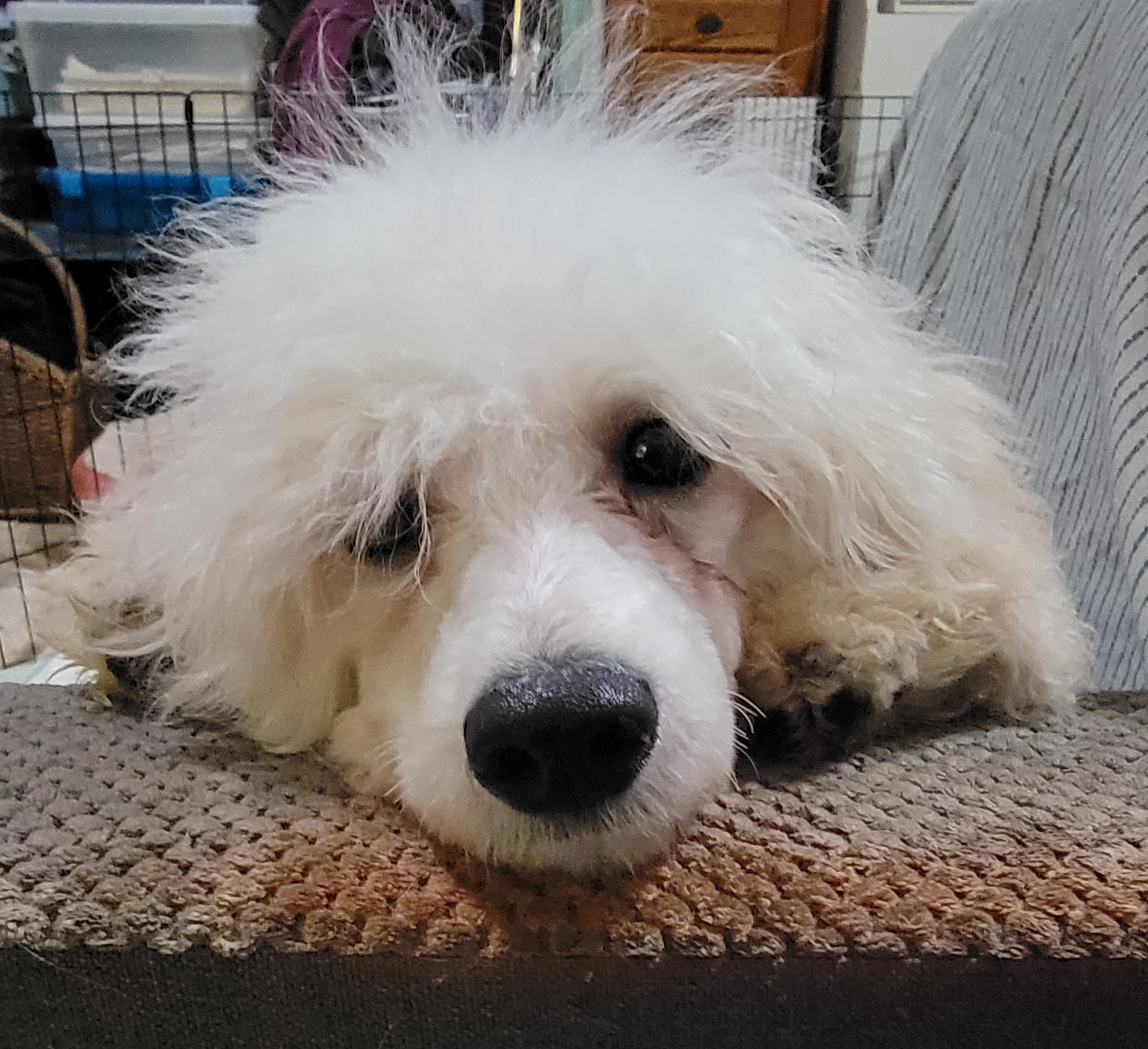 Enlarge Jamie, a Adoptable Poodle in Pasadena, CA image 2/3