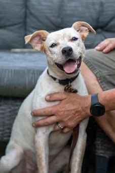 Enlarge Sansa, a Adopted mixed breed in New York, NY image 1/6