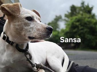 Enlarge Sansa, a Adopted mixed breed in New York, NY image 2/6