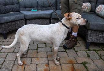 Enlarge Sansa, a Adopted mixed breed in New York, NY image 3/6