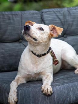 Enlarge Sansa, a Adopted mixed breed in New York, NY image 4/6