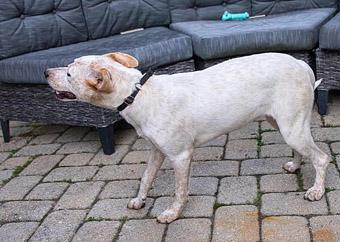 Enlarge Sansa, a Adopted mixed breed in New York, NY image 5/6