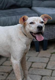 Enlarge Sansa, a Adopted mixed breed in New York, NY image 6/6