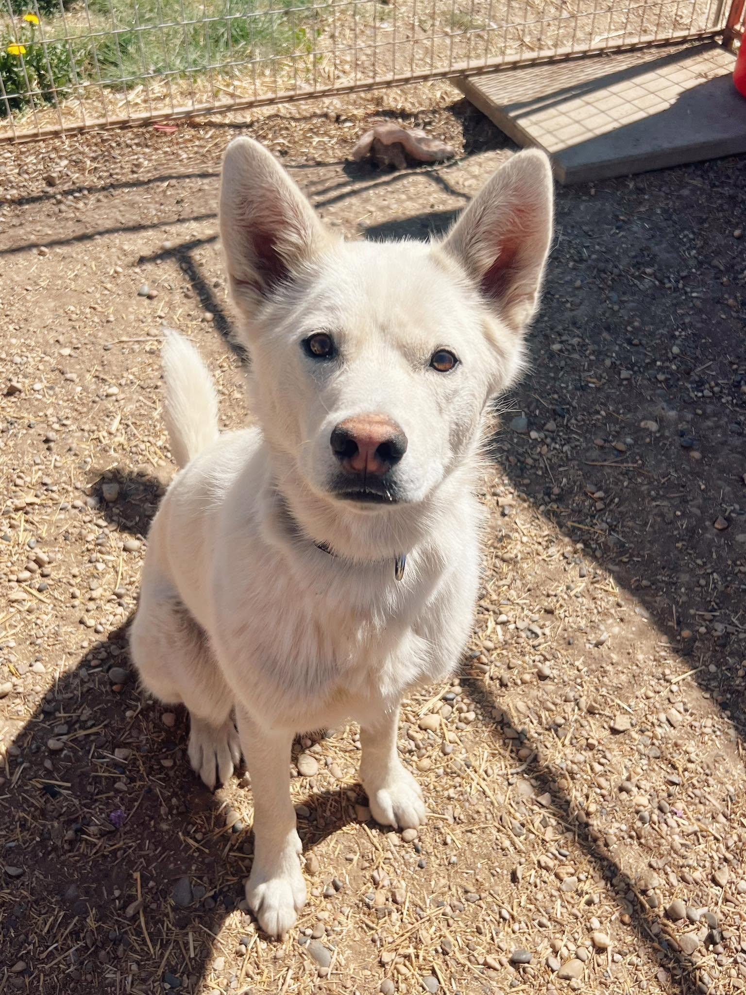Enlarge Boone, a ADOPTABLE mixed breed in Peace River, AB image 1/1