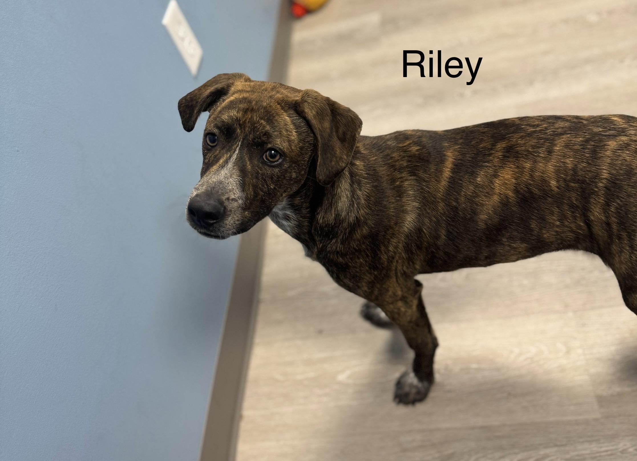 Enlarge Riley, an adopted Shepherd in Ulster, PA image 1/1