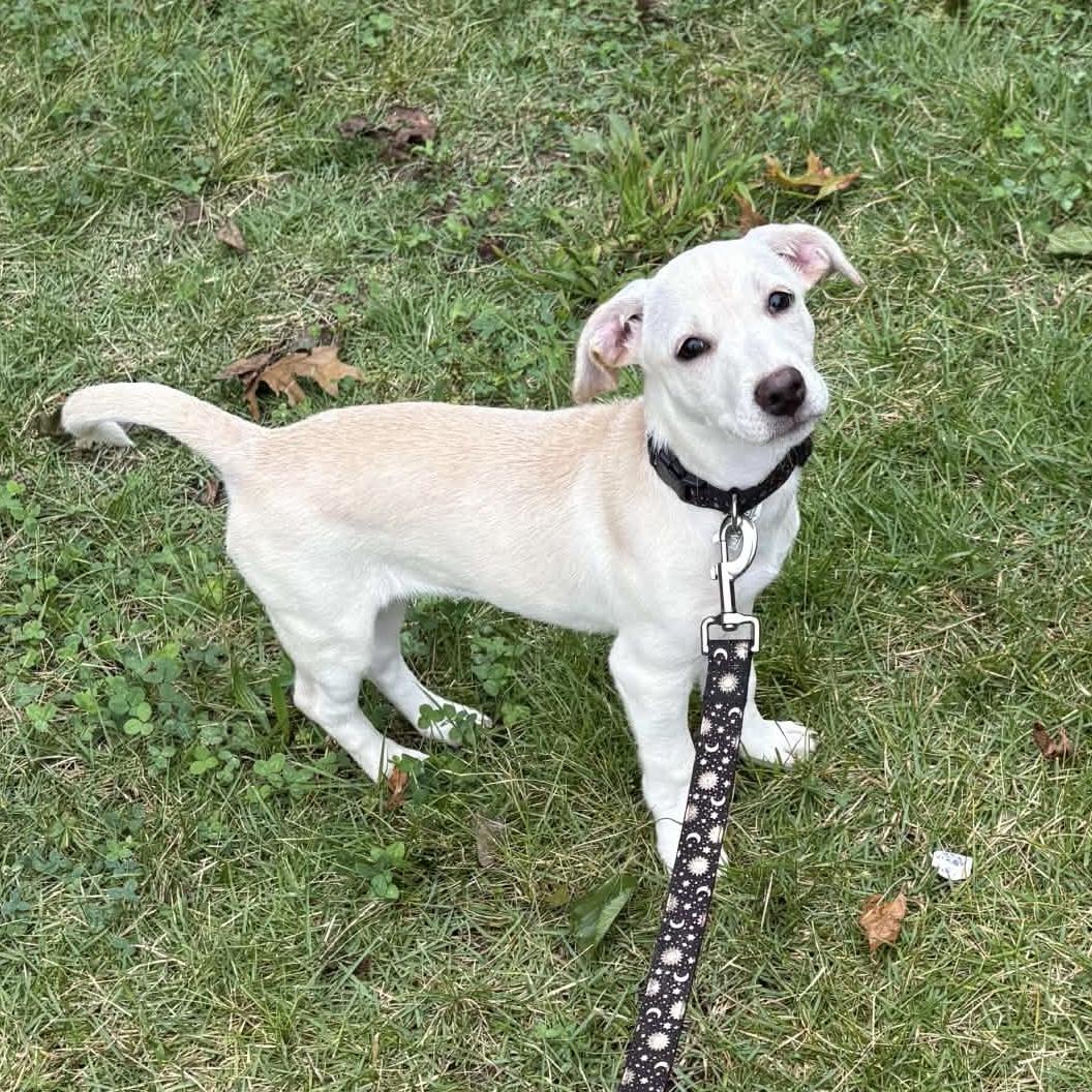 Enlarge Waddles, a Adoptable mixed breed in Lewisville, IN image 2/3