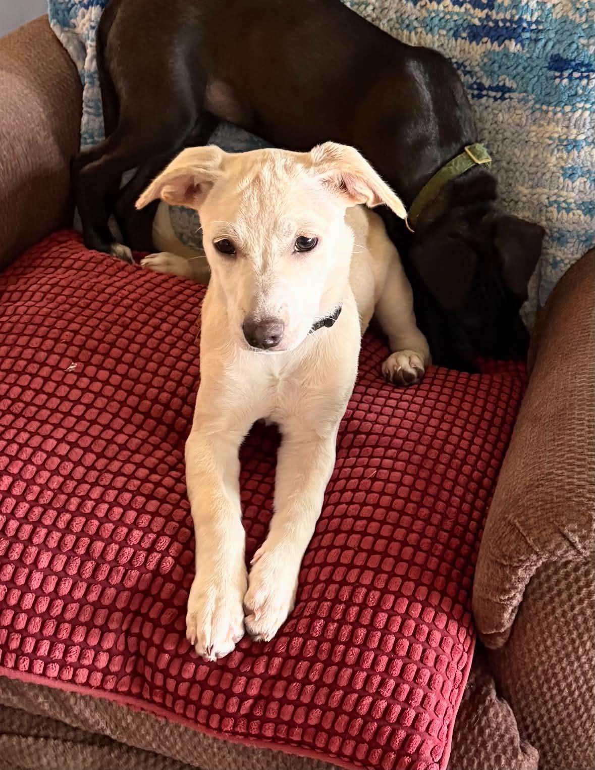 Waddles, Adopted, Puppy Female Labrador Retriever.