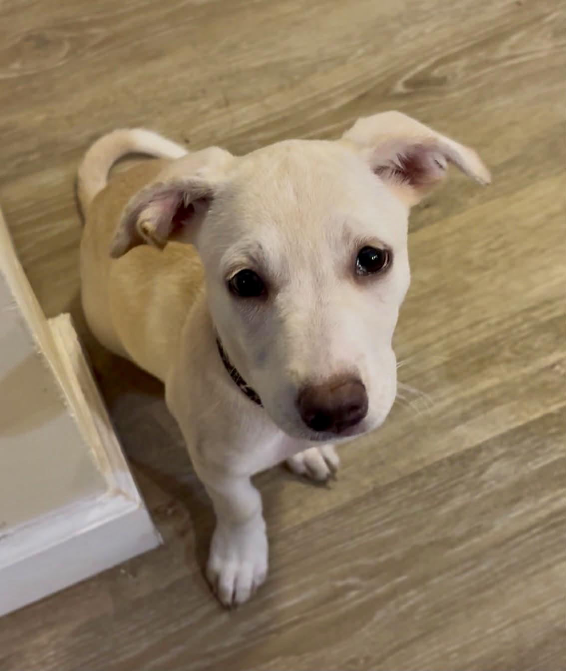 Waddles, Adoptable, Puppy Female Labrador Retriever.