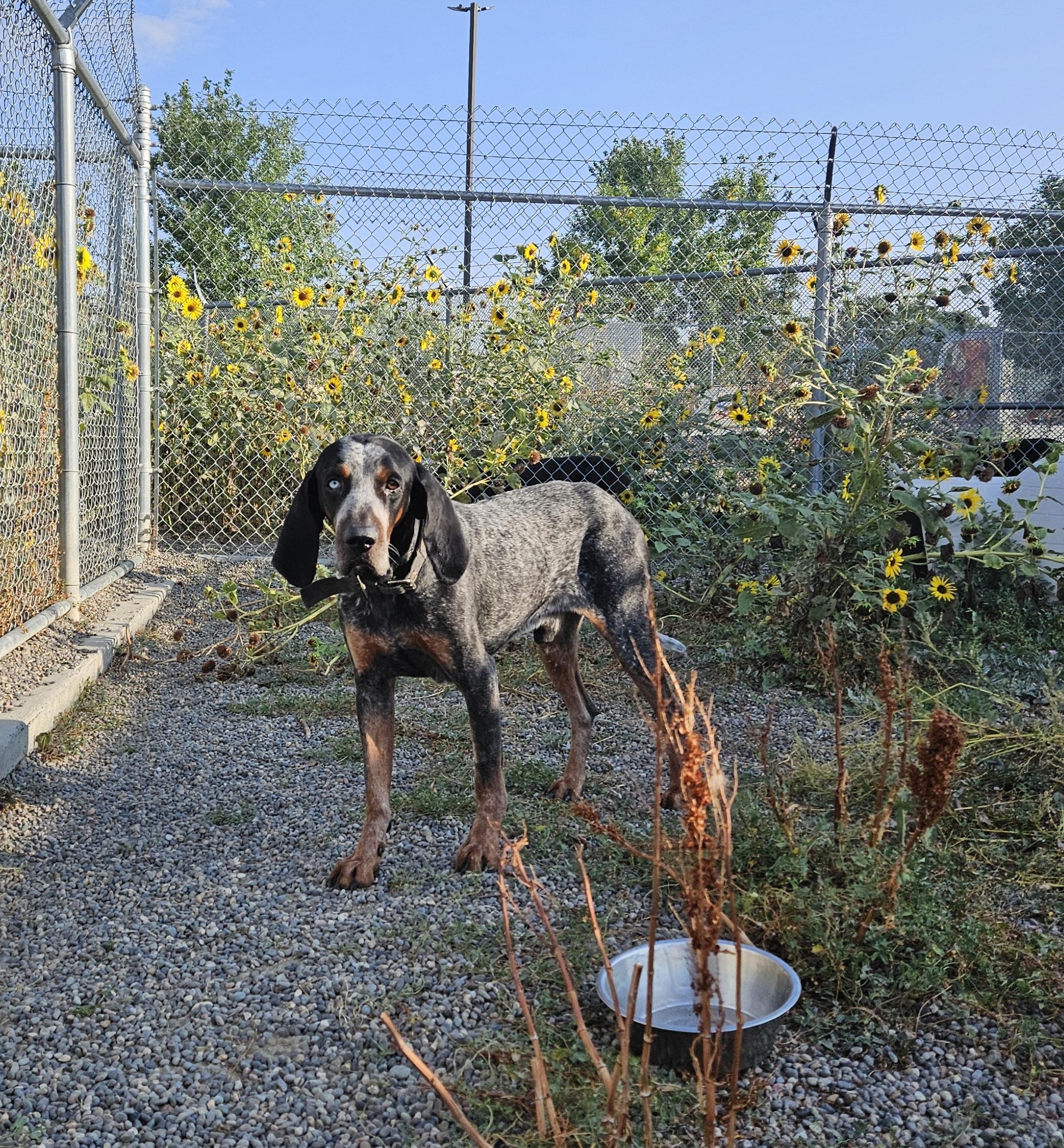 Smokey, an adoptable Bluetick Coonhound in Billings, MT, 59102 | Photo Image 2