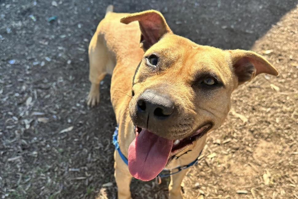 Enlarge MISSISSIPPI, a Adoptable mixed breed in Austin, TX image 1/1