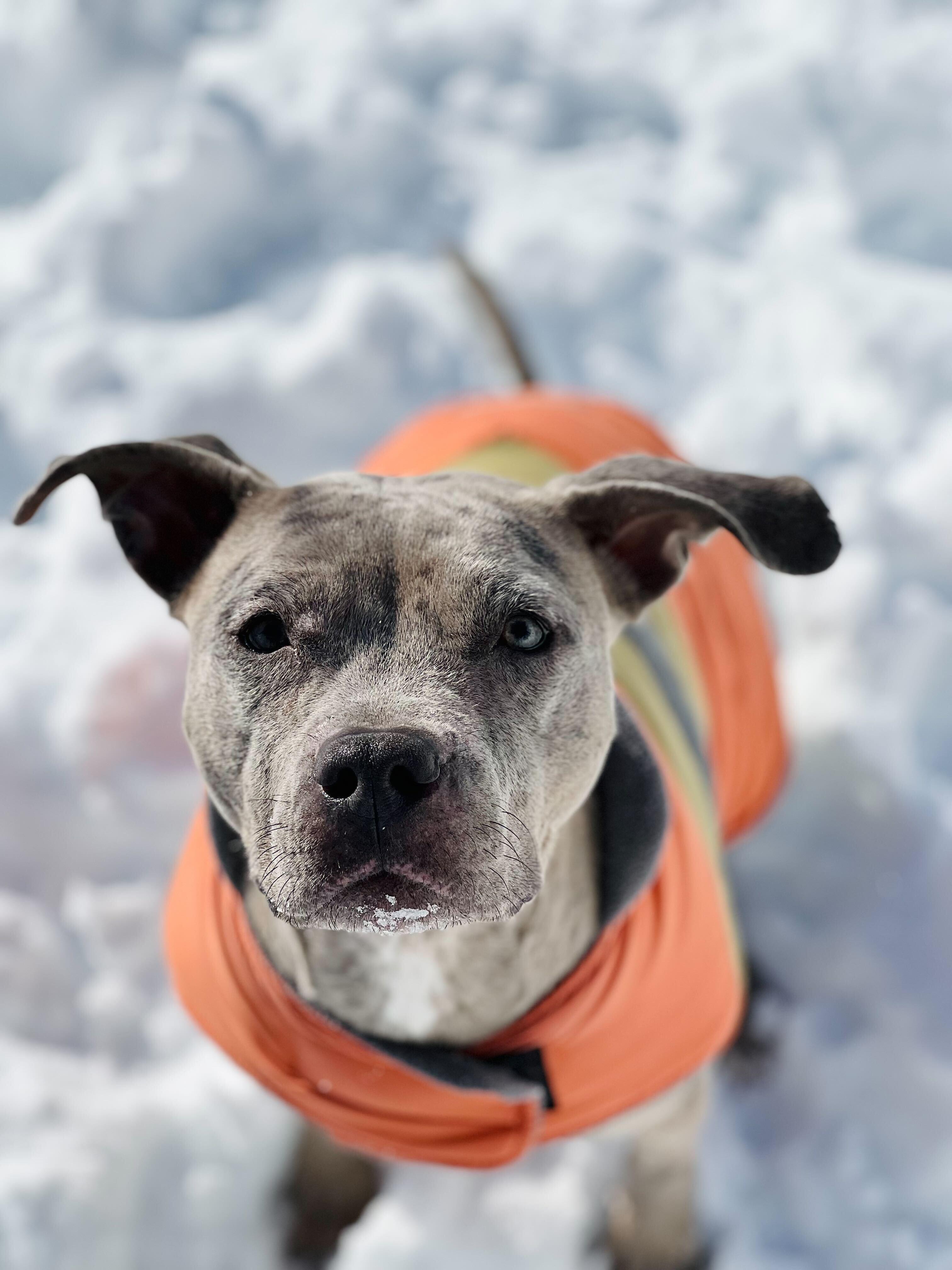 Dottie, ADOPTABLE, Young Female Pit Bull Terrier.