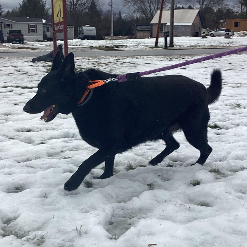 Zeek, Adoptable, Adult Male German Shepherd Dog.