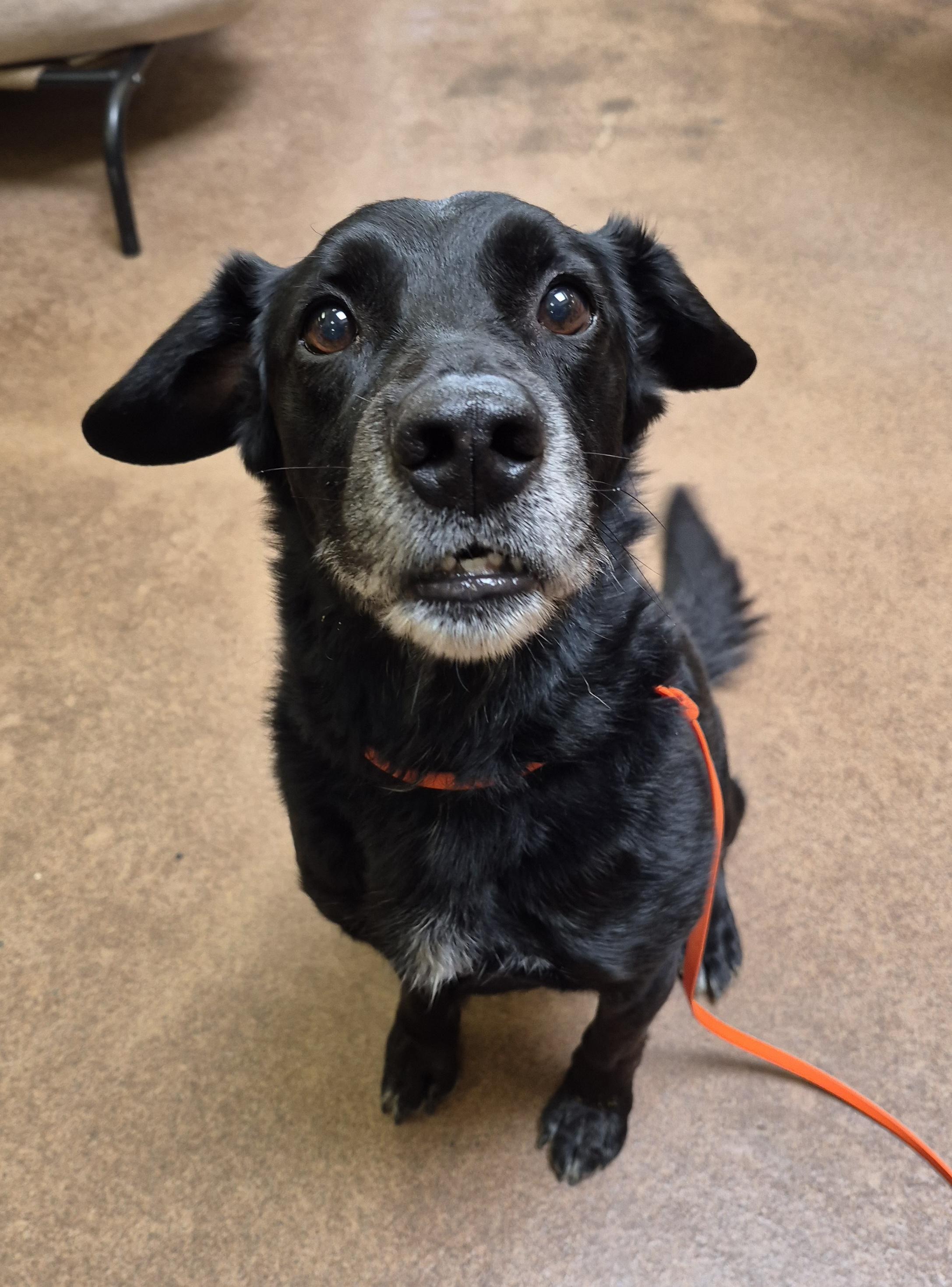 Codee, Adoptable, Adult Male Black Labrador Retriever & Cocker Spaniel.