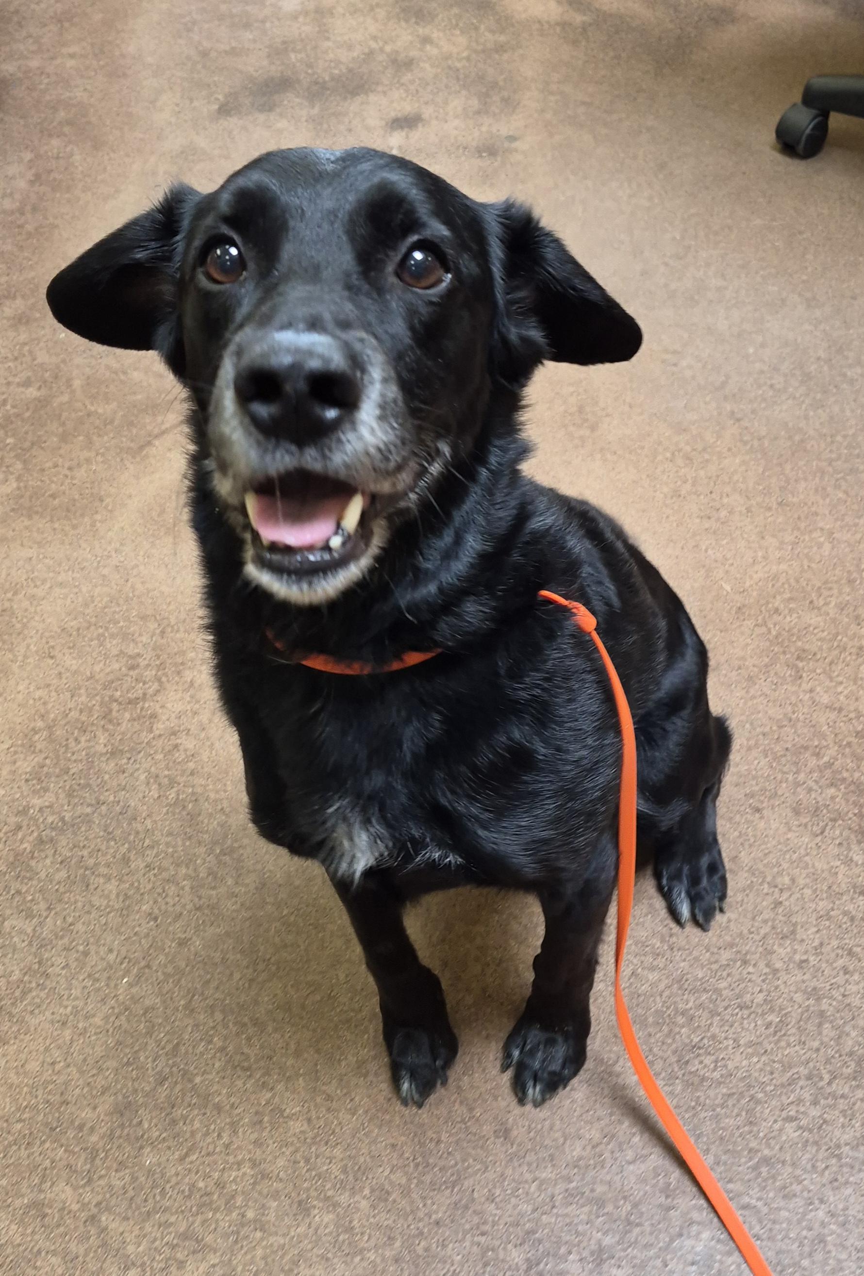 Enlarge Codee, a Adoptable mixed breed in Sierra Vista, AZ image 2/2