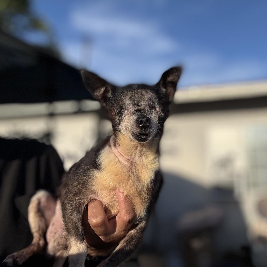 Tequila Mockingbird, Adoptable, Senior Male Chihuahua.