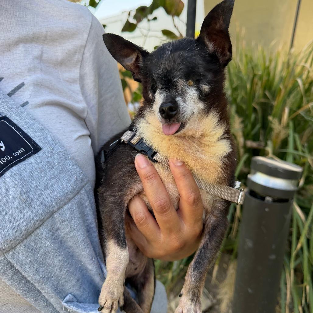 Enlarge Tequila Mockingbird, a Adoptable Chihuahua in Los Angeles, CA image 2/4