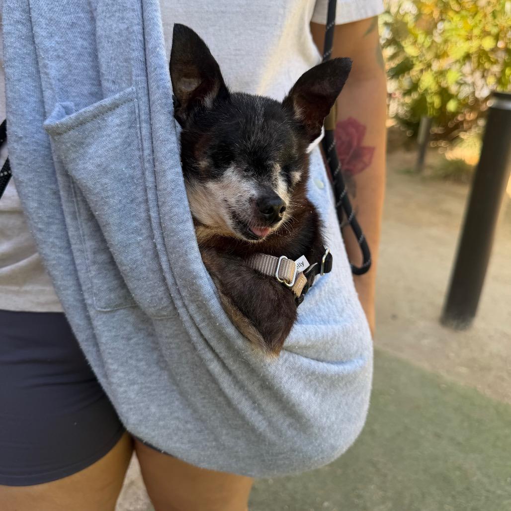 Enlarge Tequila Mockingbird, a Adoptable Chihuahua in Los Angeles, CA image 3/4