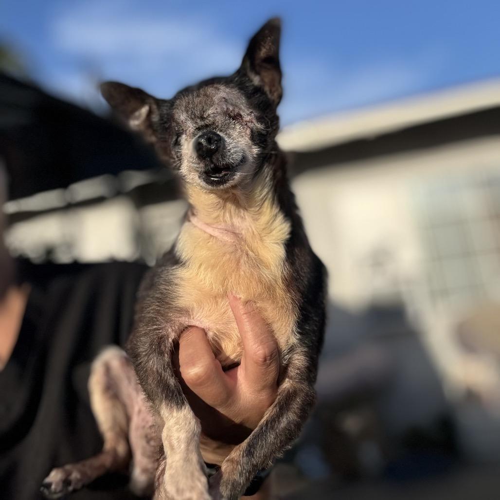 Enlarge Tequila Mockingbird, a Adoptable Chihuahua in Los Angeles, CA image 4/4